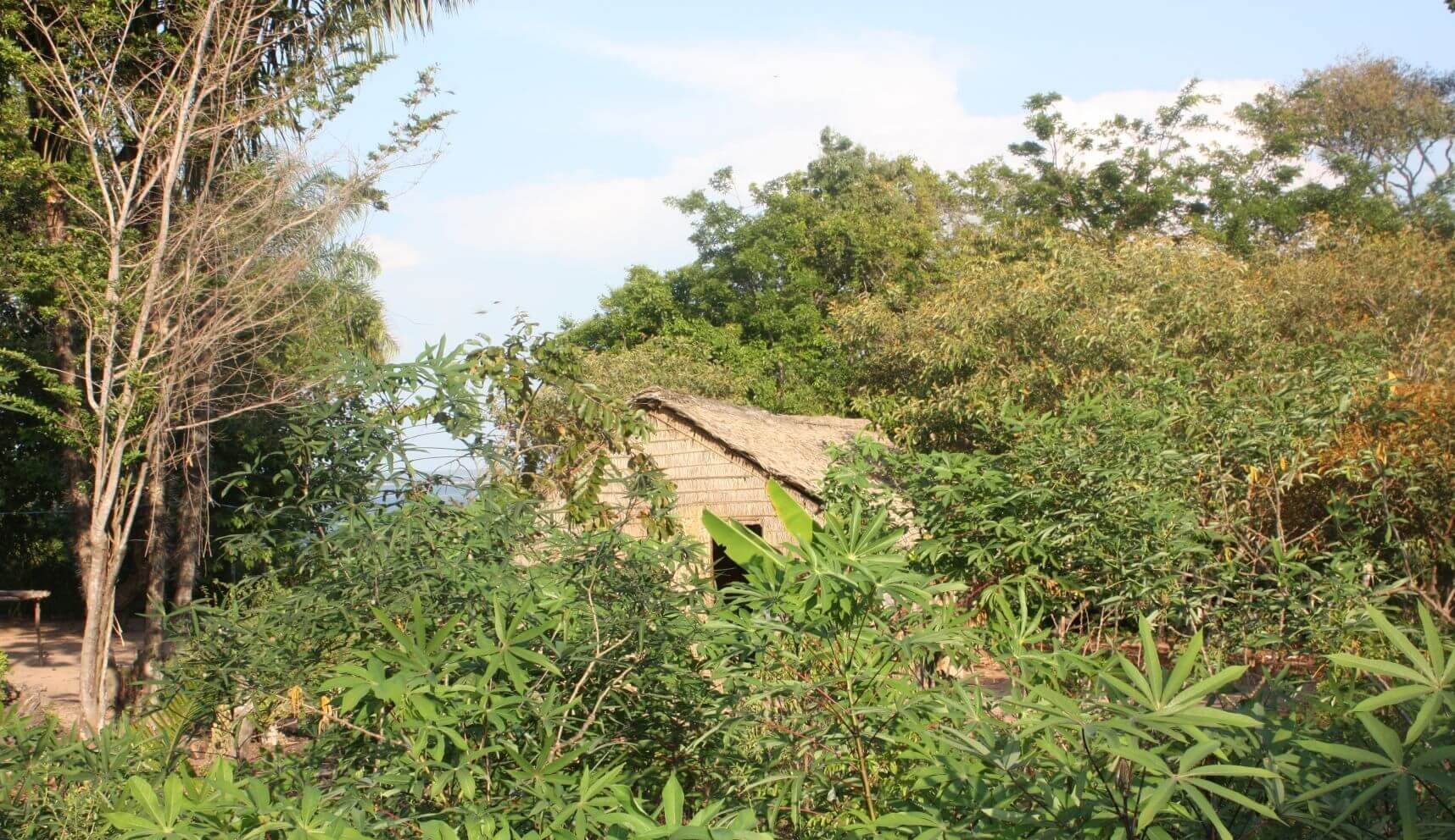 Analyzing word frequencies: Manioc plants surrounding a house