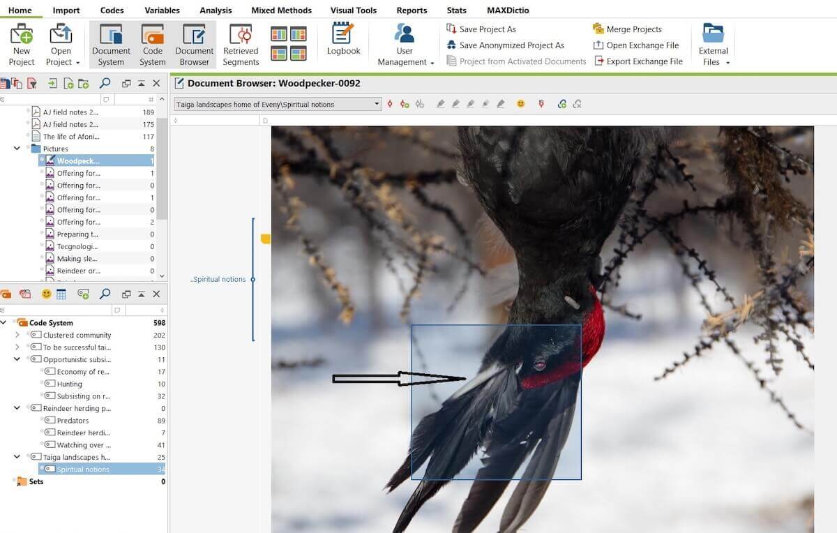 While I was coding pictures with Maxqda, I zoomed it and to my surprise I noticed that woodpecker’s feathers was putted in its spout.