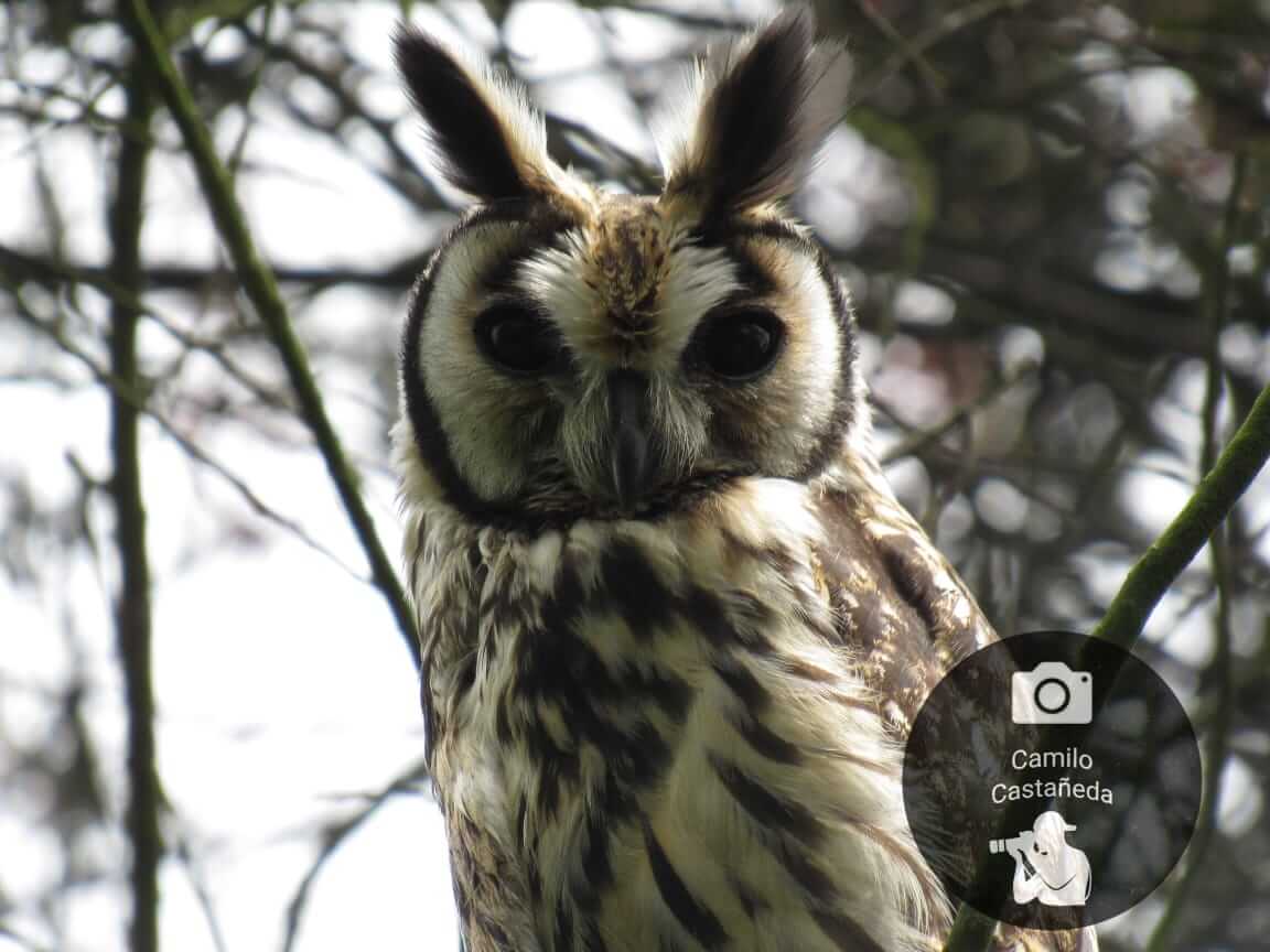 Eared owl (Asio clamator) in the Meandro del Say- Photograph Camilo Castañeda 2020