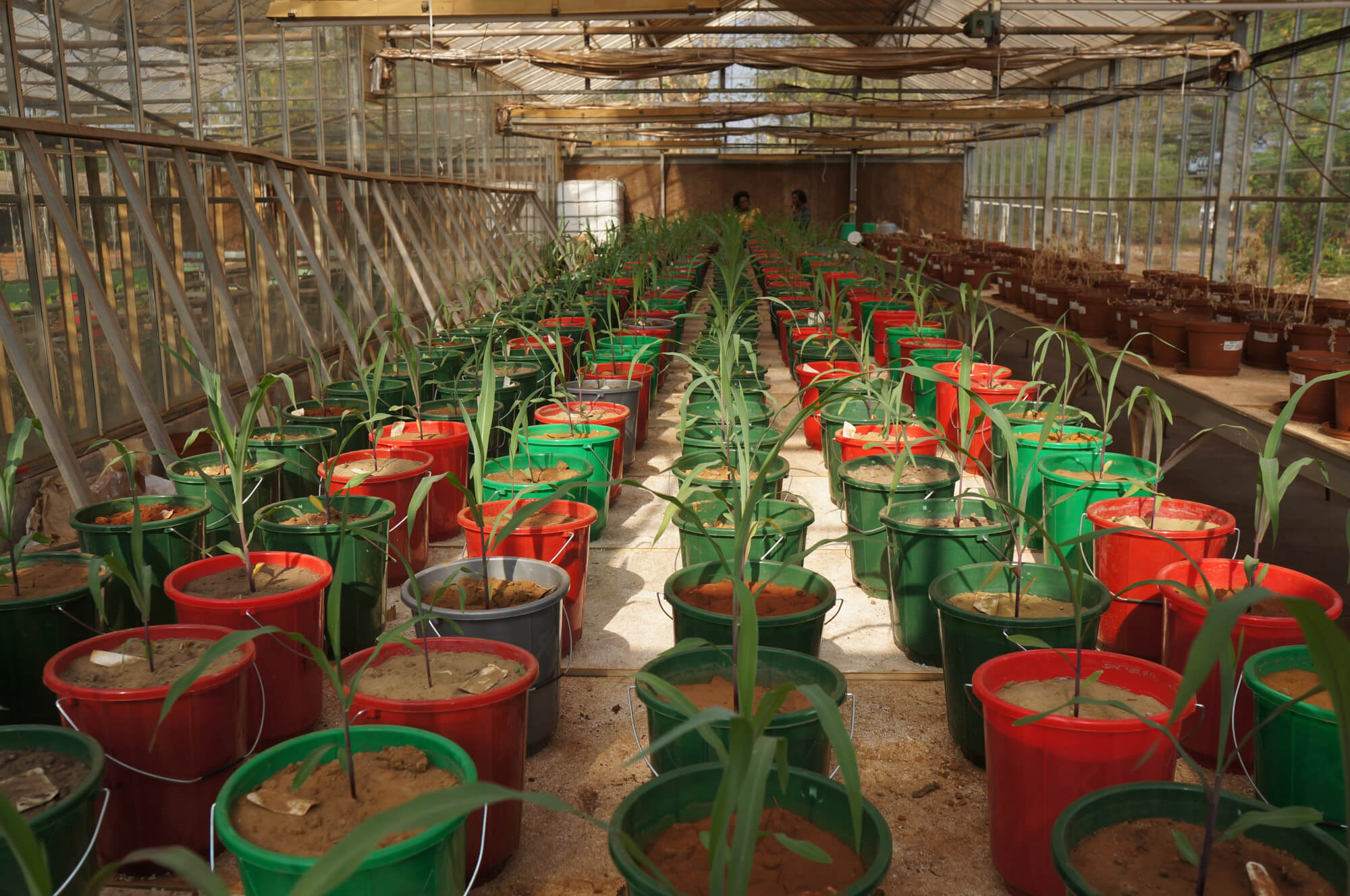 Research with Greenhouse Trials