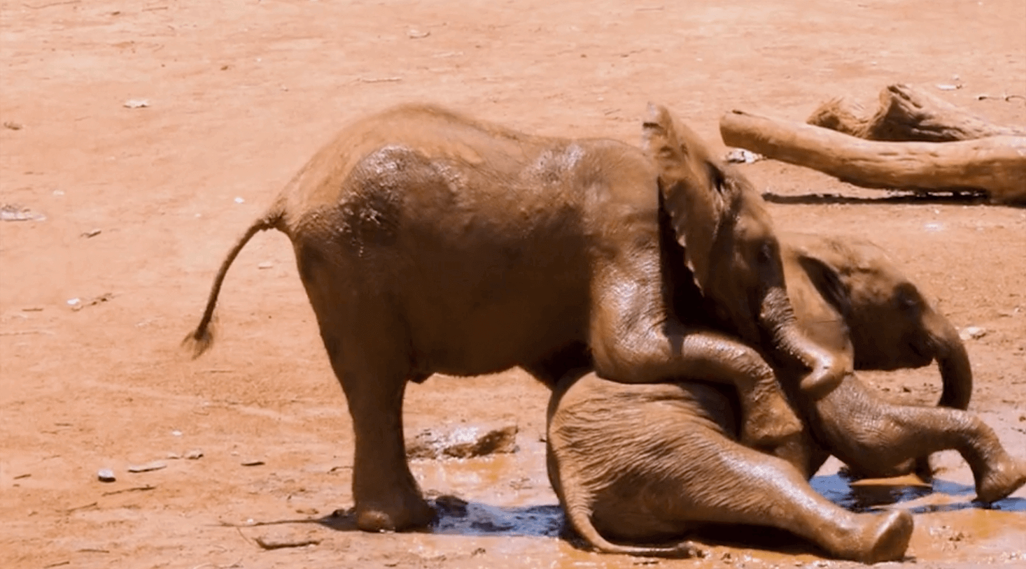 Baby elephants tussling in mud.