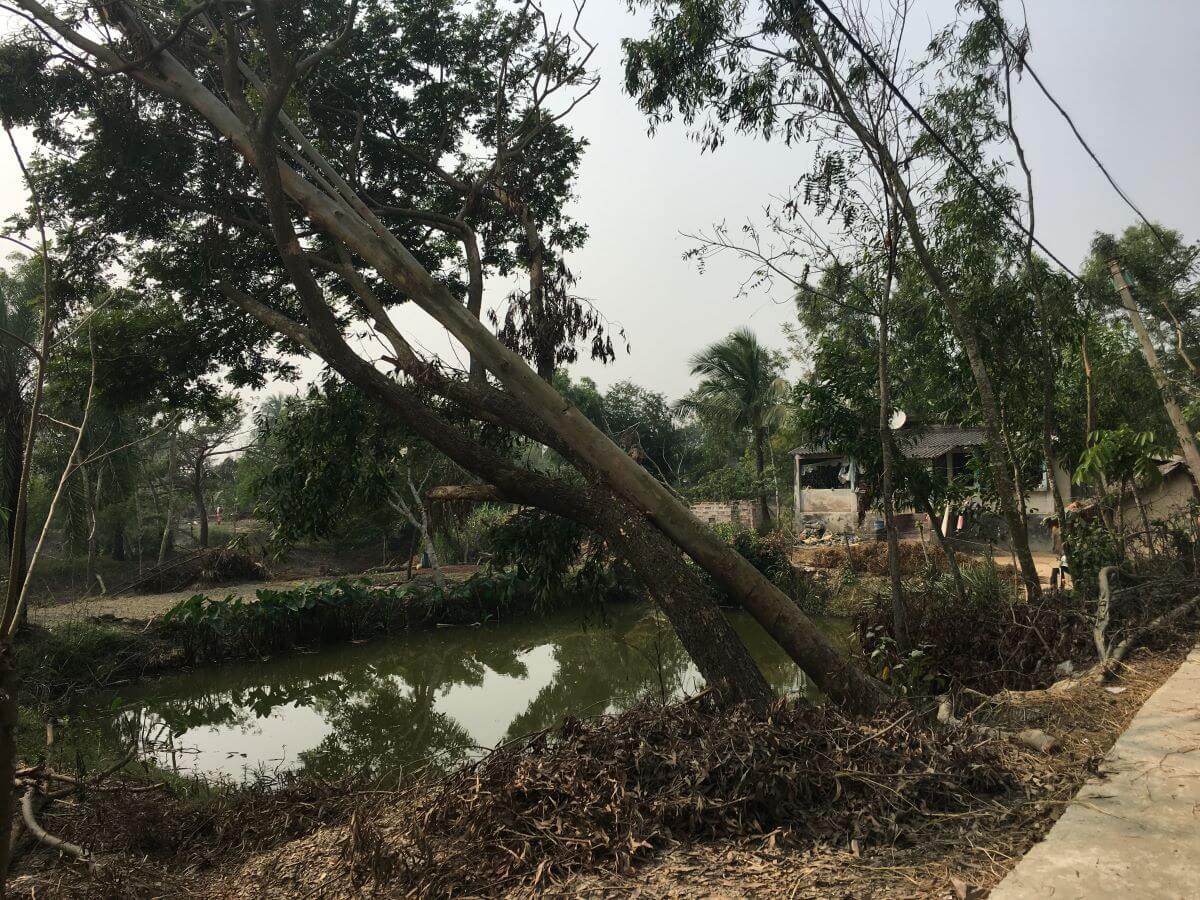trees need to be cut down after a cyclone