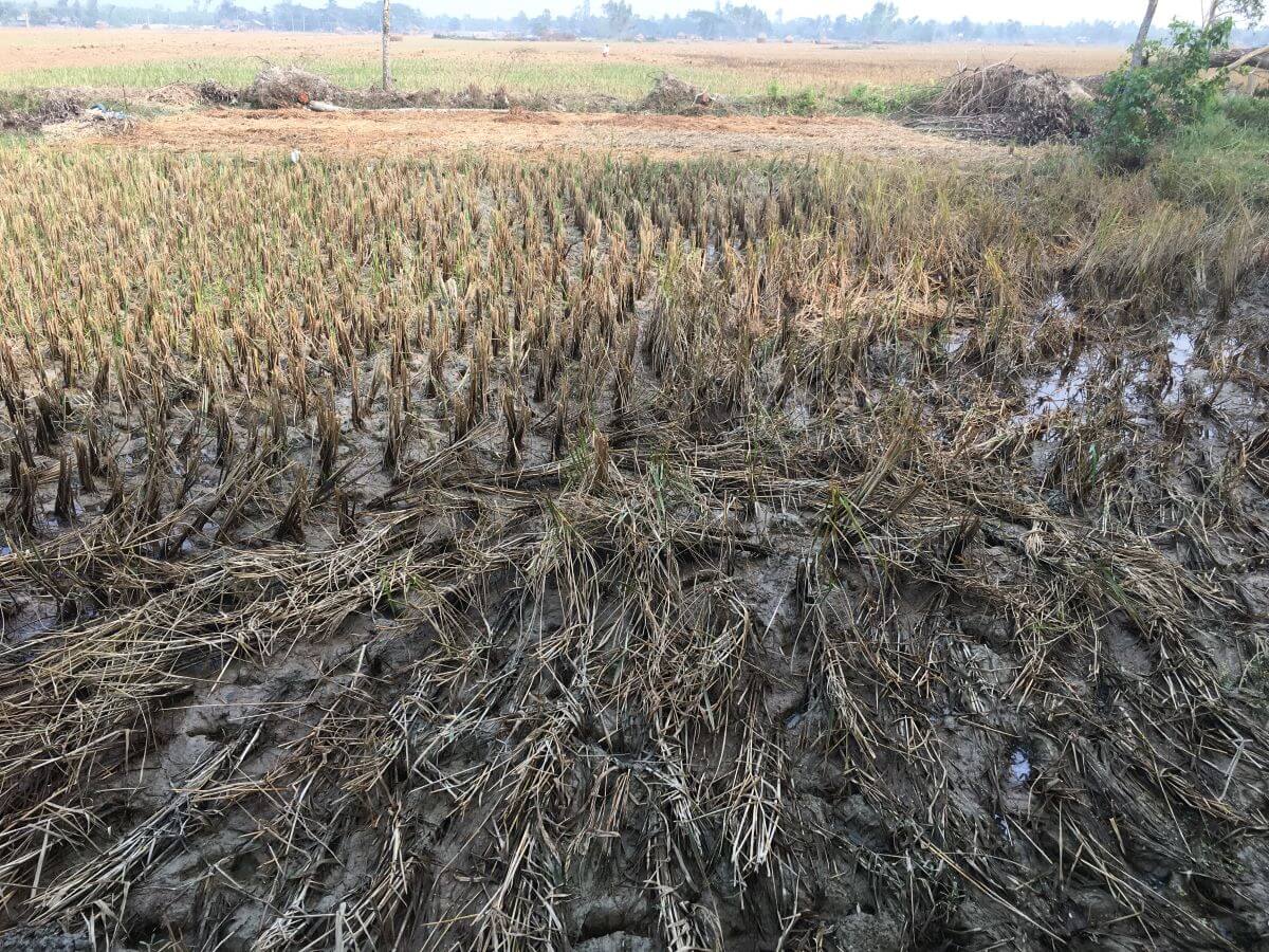 rice crops ruined by cyclone