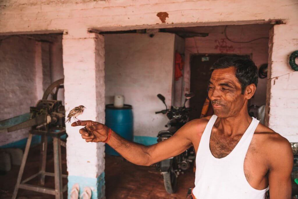 The Pet Sparrow