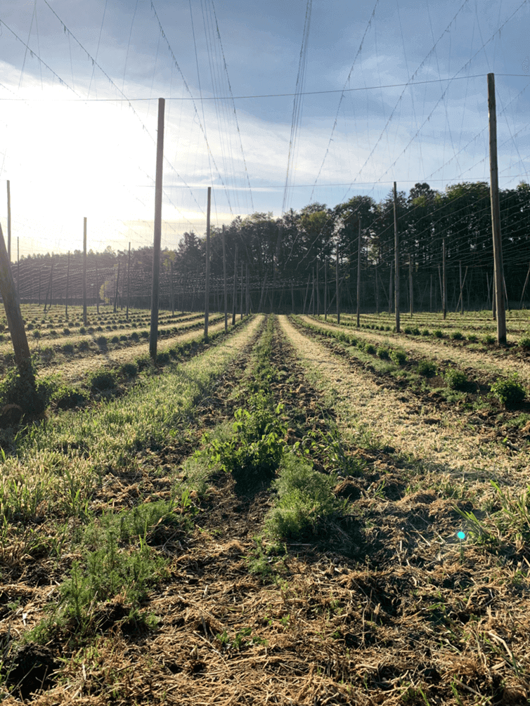 Figure 4: An overgrown hops field