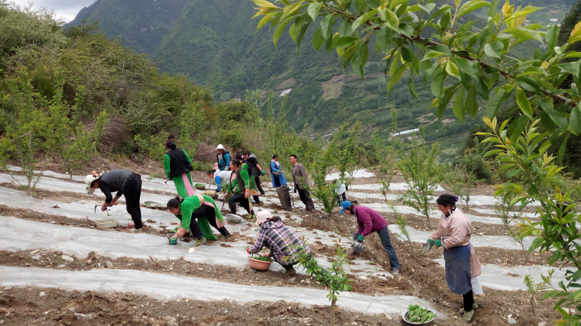 Workers in the fields of rural China