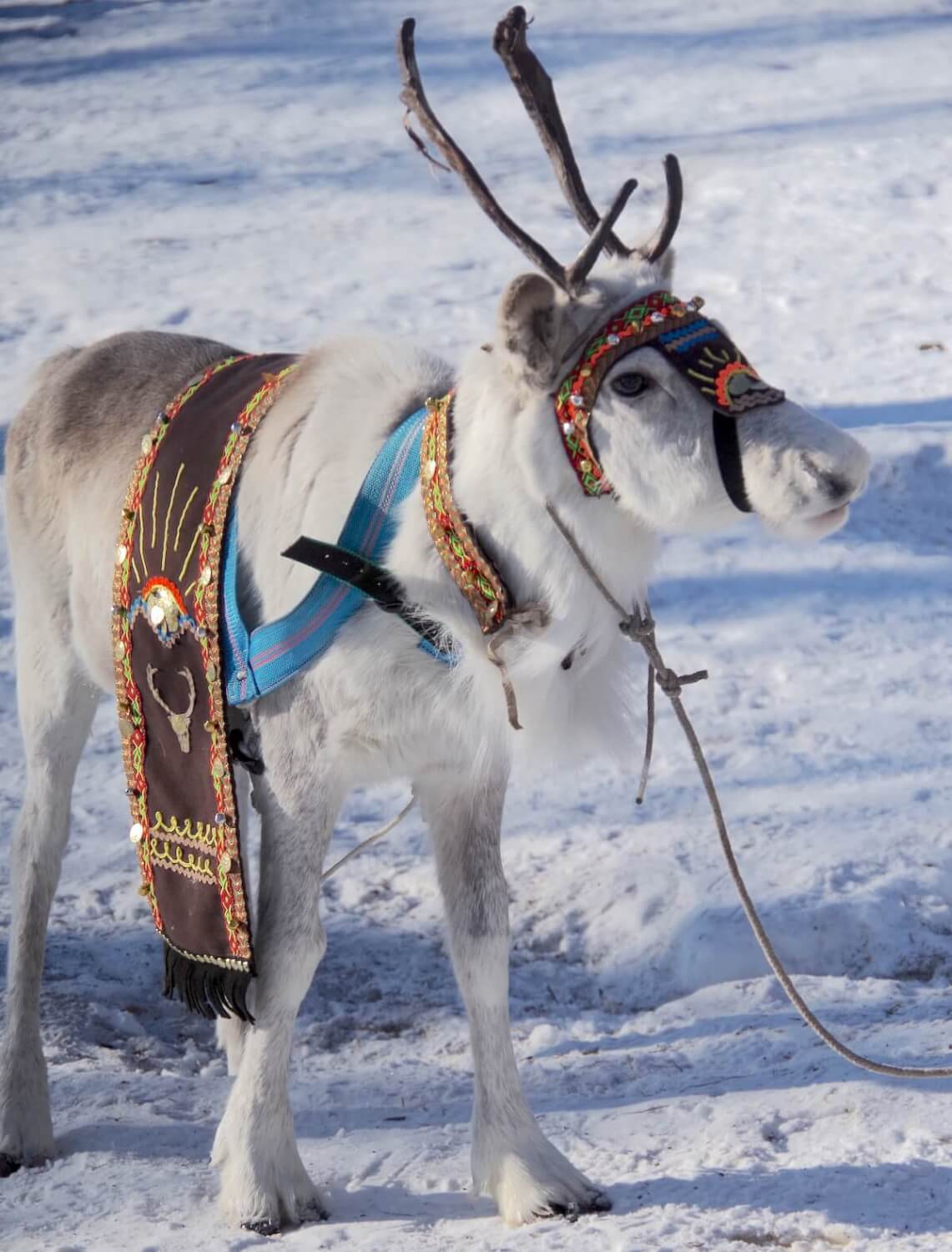 Reindeer calve, decorreted with Eveny traditional ornamentation for annual reindeer festival.
