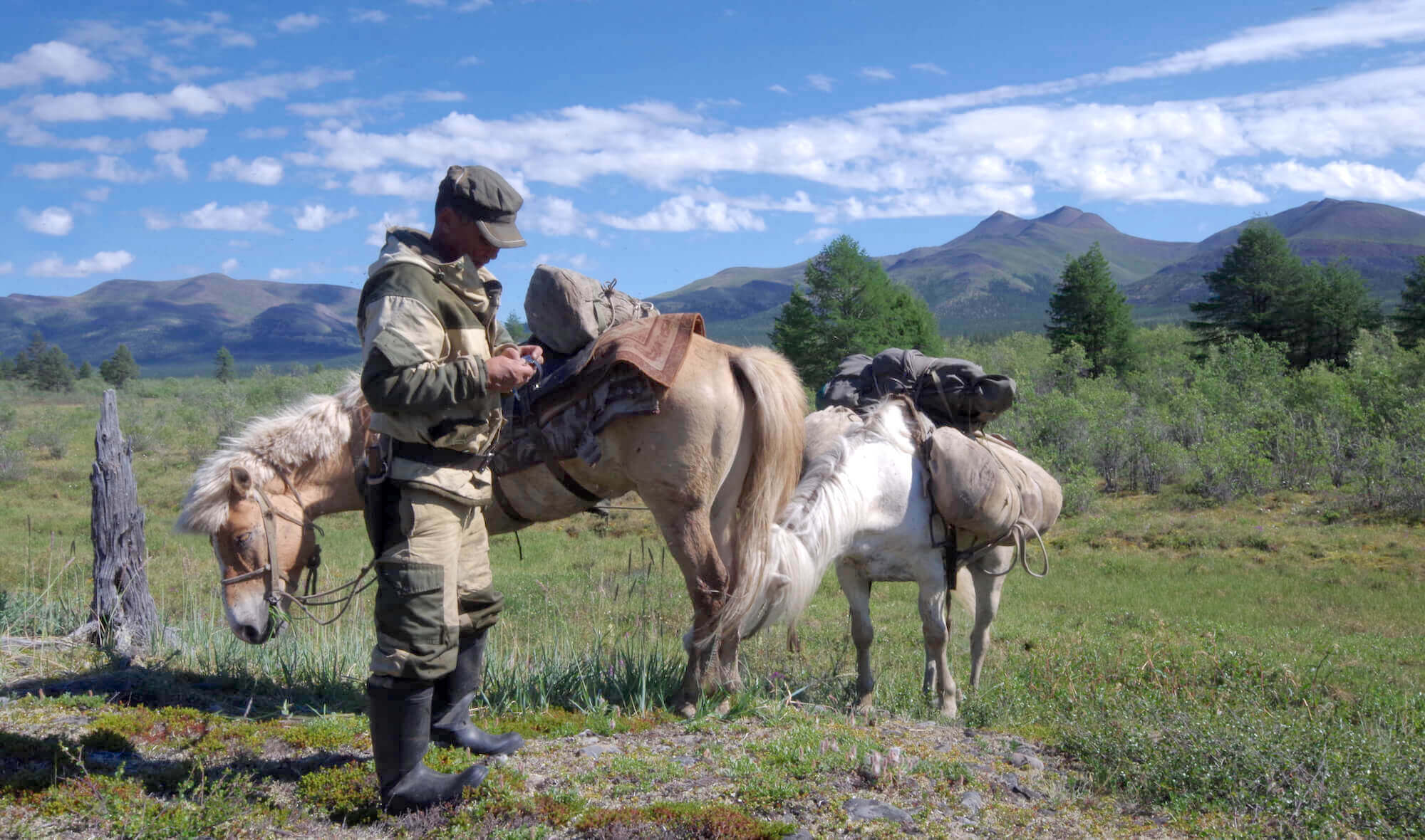 Reindeer herder moving back to the summer camp with horses