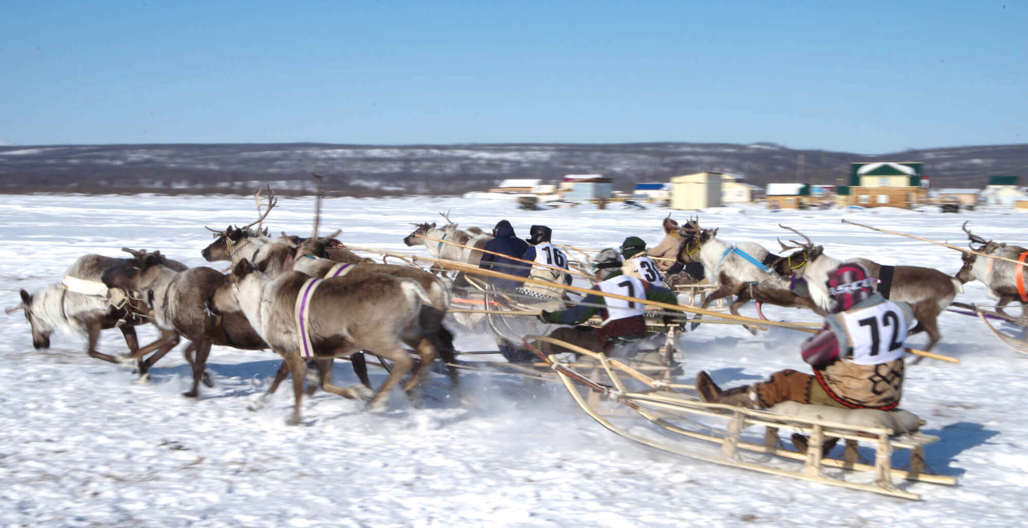 Reindeer race in the village during the festival