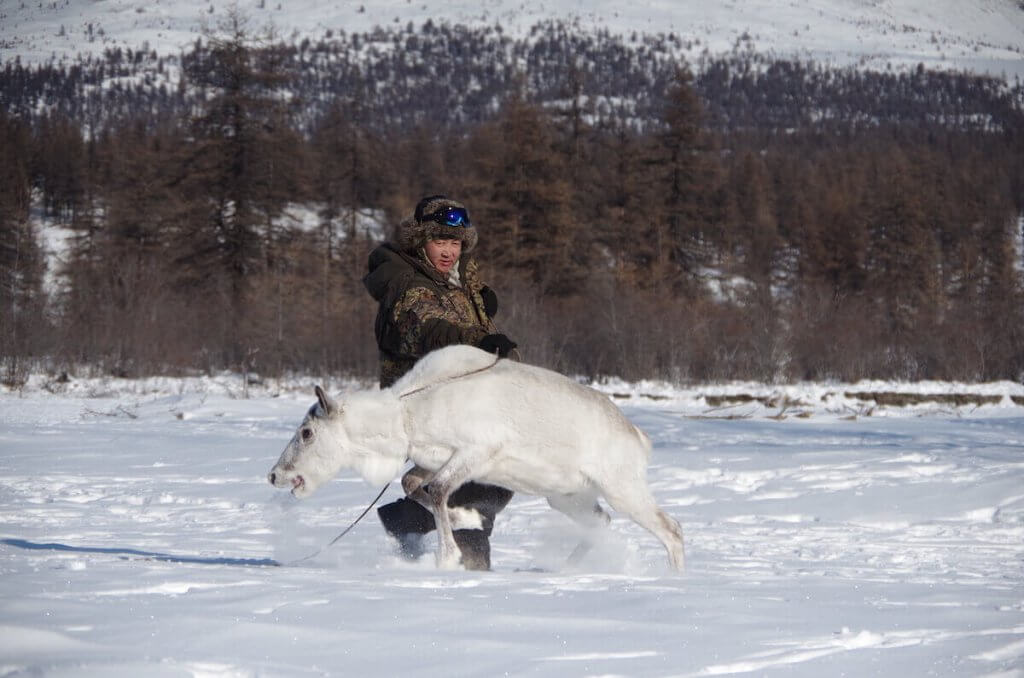 Afonia’s daily duty in taiga, to find and bring reindeers to the encampment