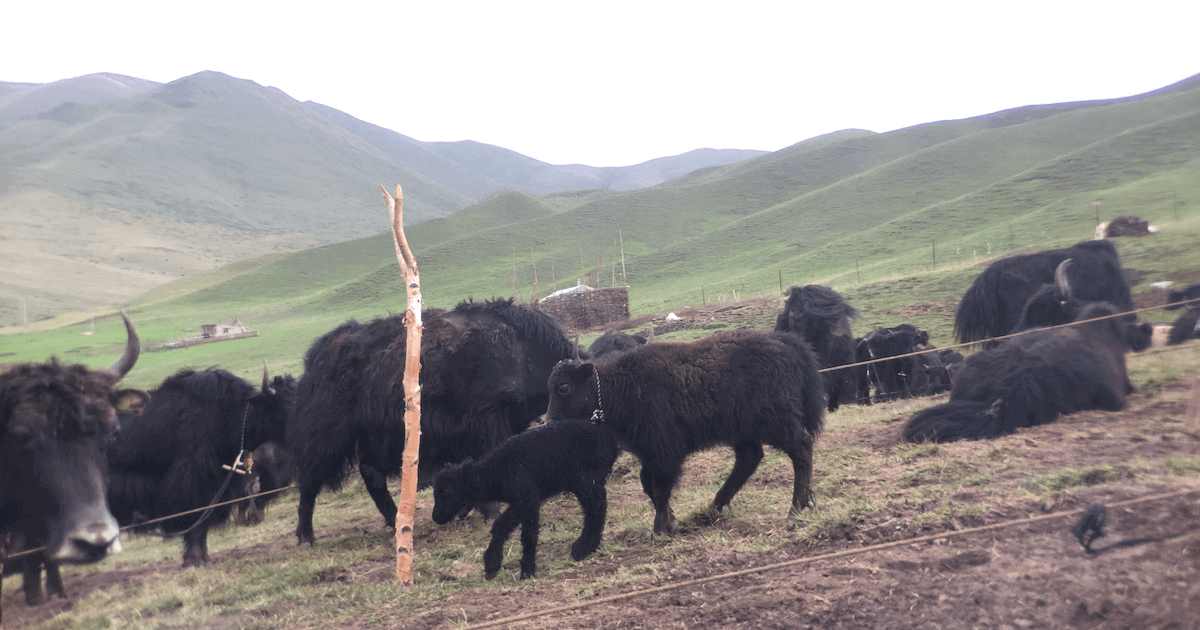 Ethnographic study: yaks research data