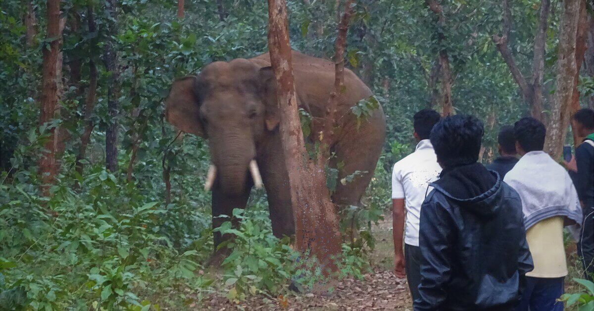 People tracking elephant movement