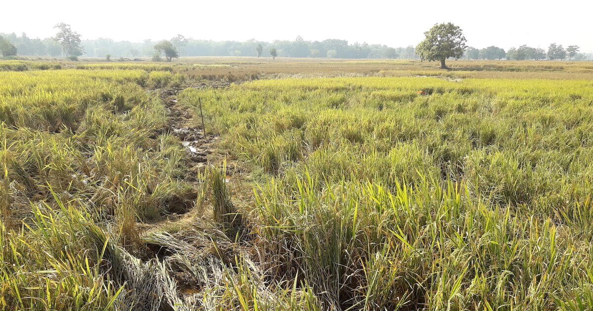 crops trampled by elephants