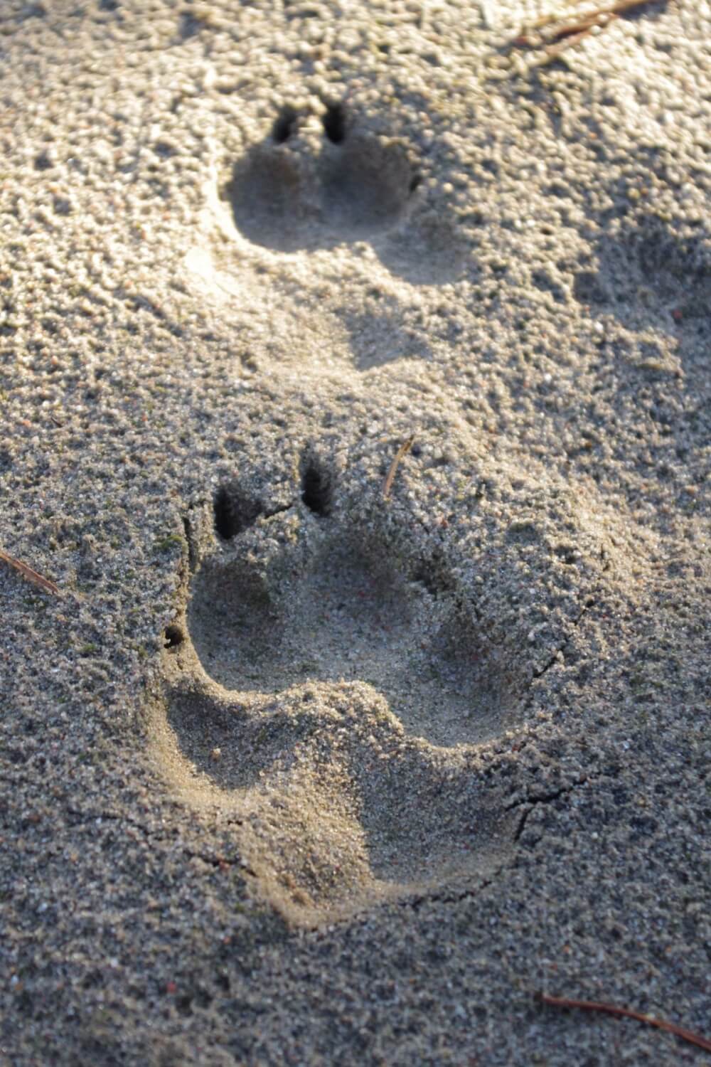 Wolf footprints