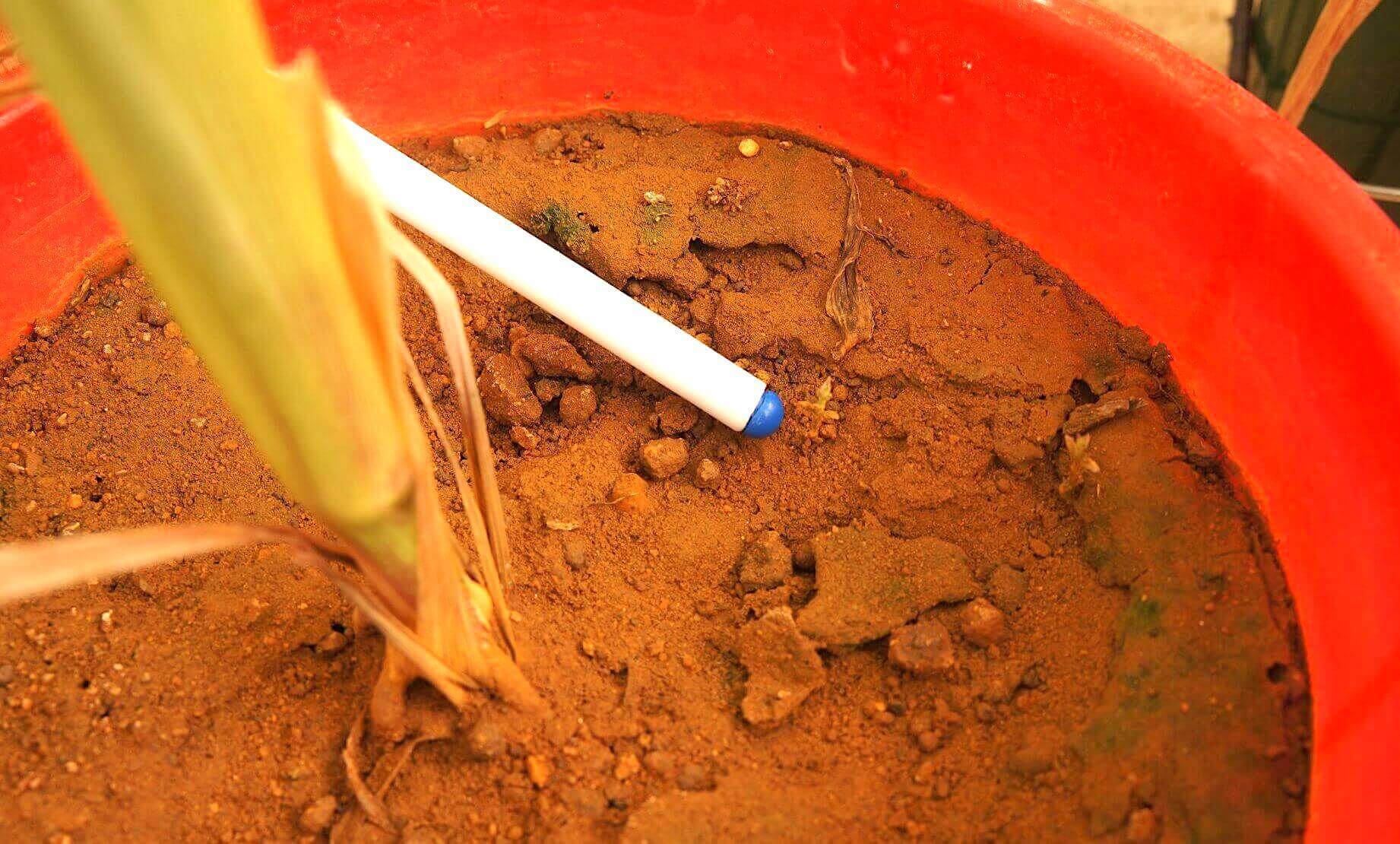 Mixed Methods research: Striga asiatica emergence in a pot sown with a susceptible host (Zea mays).